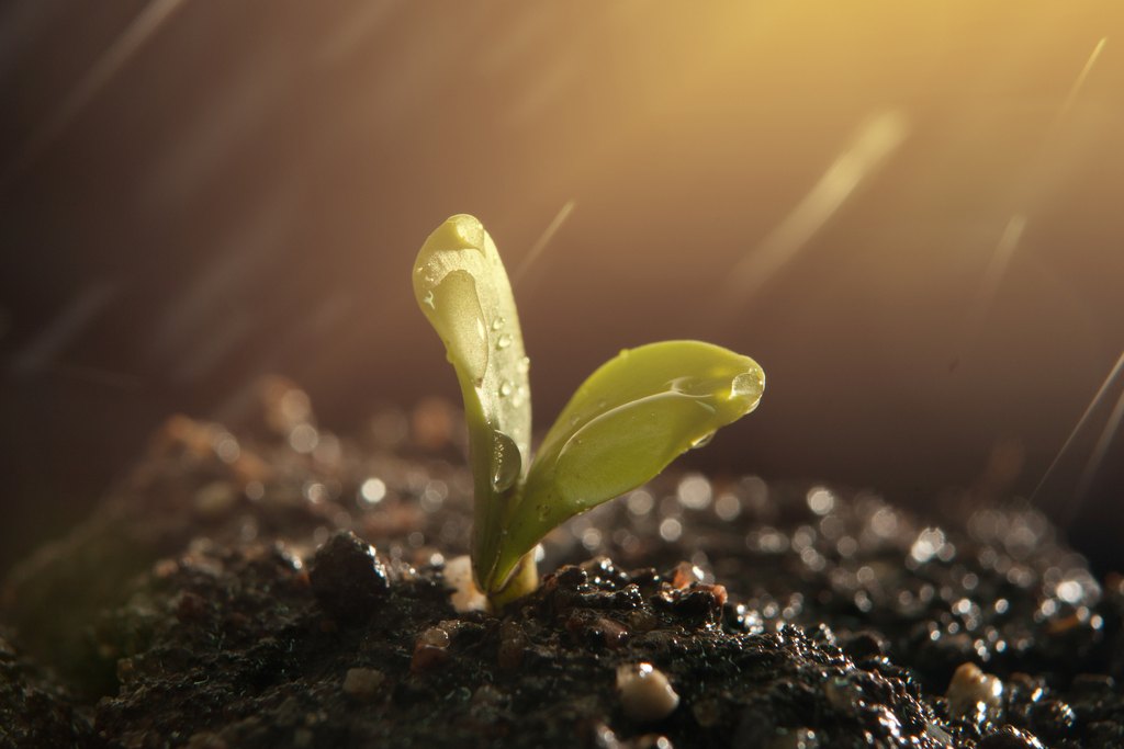 A young plant emerging from the soil